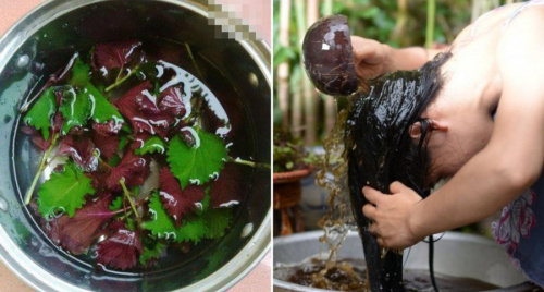 Rụng tóc nhiều, tham khảo lá tía tô là bí quyết kích thích mọc tóc con