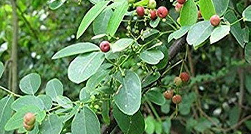 Những bài thuốc hay chữa bệnh từ lá cây phèn đen