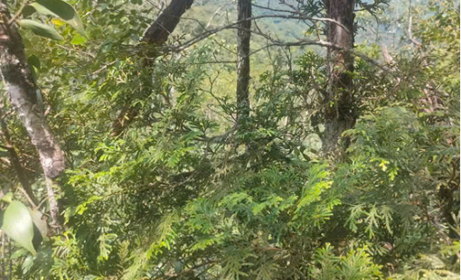 Tinh dầu bách xanh ở Pù Hoạt, dược liệu quý hiếm giữa đại ngàn