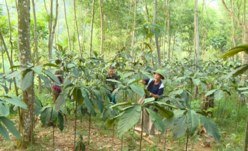 Quy định mới về trồng dược liệu trong rừng