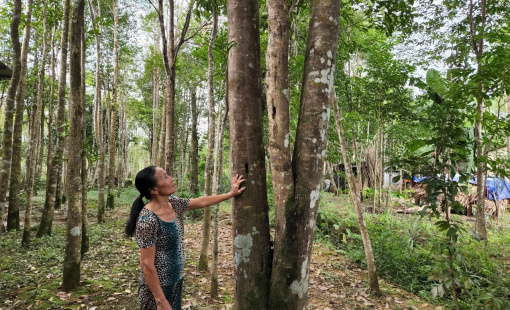 Hương Khê: Nhiều sản phẩm từ cây gió trầm được công nhận đạt chuẩn OCOP 3 sao