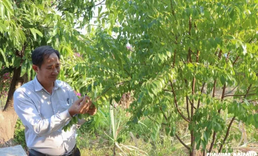 Trồng dược liệu dưới tán cây lâu năm mang lại sinh kế bền vững cho người dân