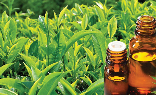 Tinh dầu trà xanh - Hương dịu của thiên nhiên trong lối sống cân bằng