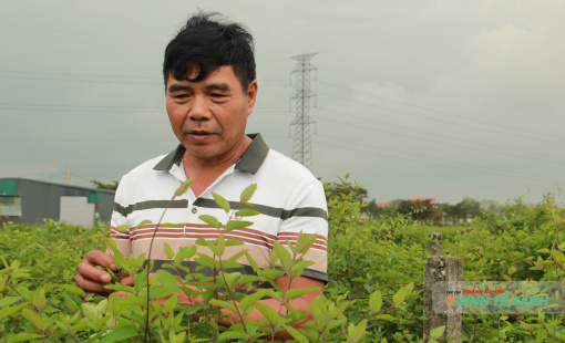 Tỷ phú dược liệu và chuyến xuyên việt tìm "lối thoát" cho dân bản