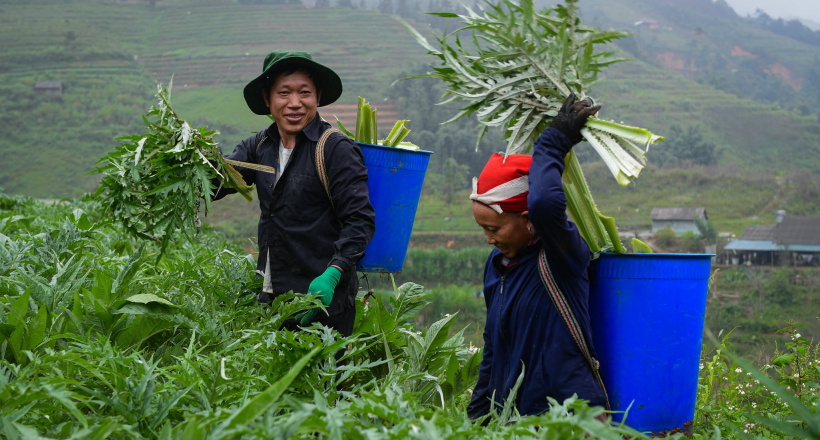 Mỹ phẩm từ dược liệu và xu hướng Inner Beauty từ vùng Actiso chuẩn GACP-WHO Sa Pa