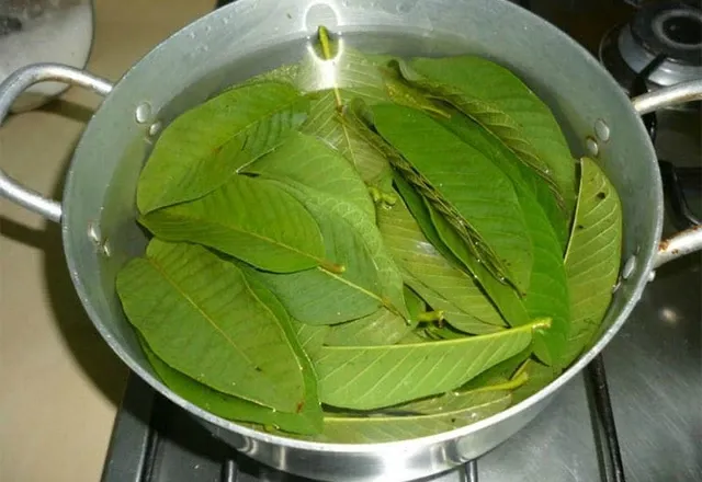 4 cách sử dụng lá ổi giảm rụng tóc