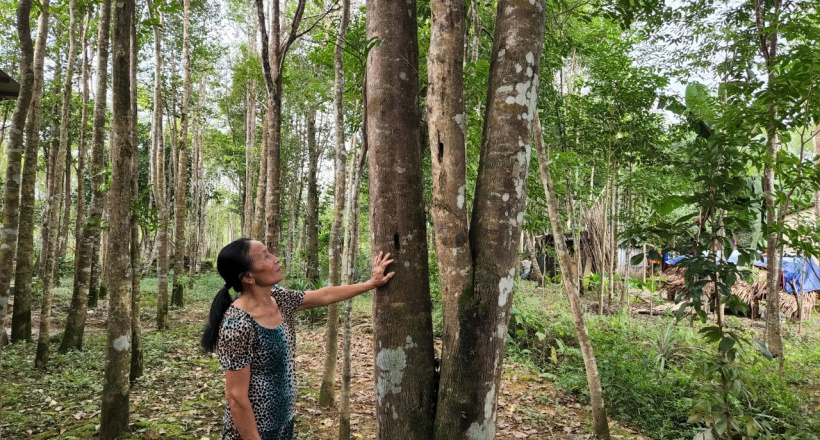 Hương Khê: Nhiều sản phẩm từ cây gió trầm được công nhận đạt chuẩn OCOP 3 sao