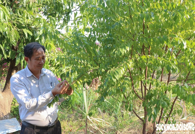 Trồng dược liệu dưới tán cây lâu năm mang lại sinh kế bền vững cho người dân