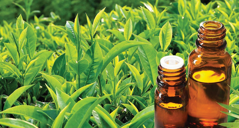 Tinh dầu trà xanh - Hương dịu của thiên nhiên trong lối sống cân bằng