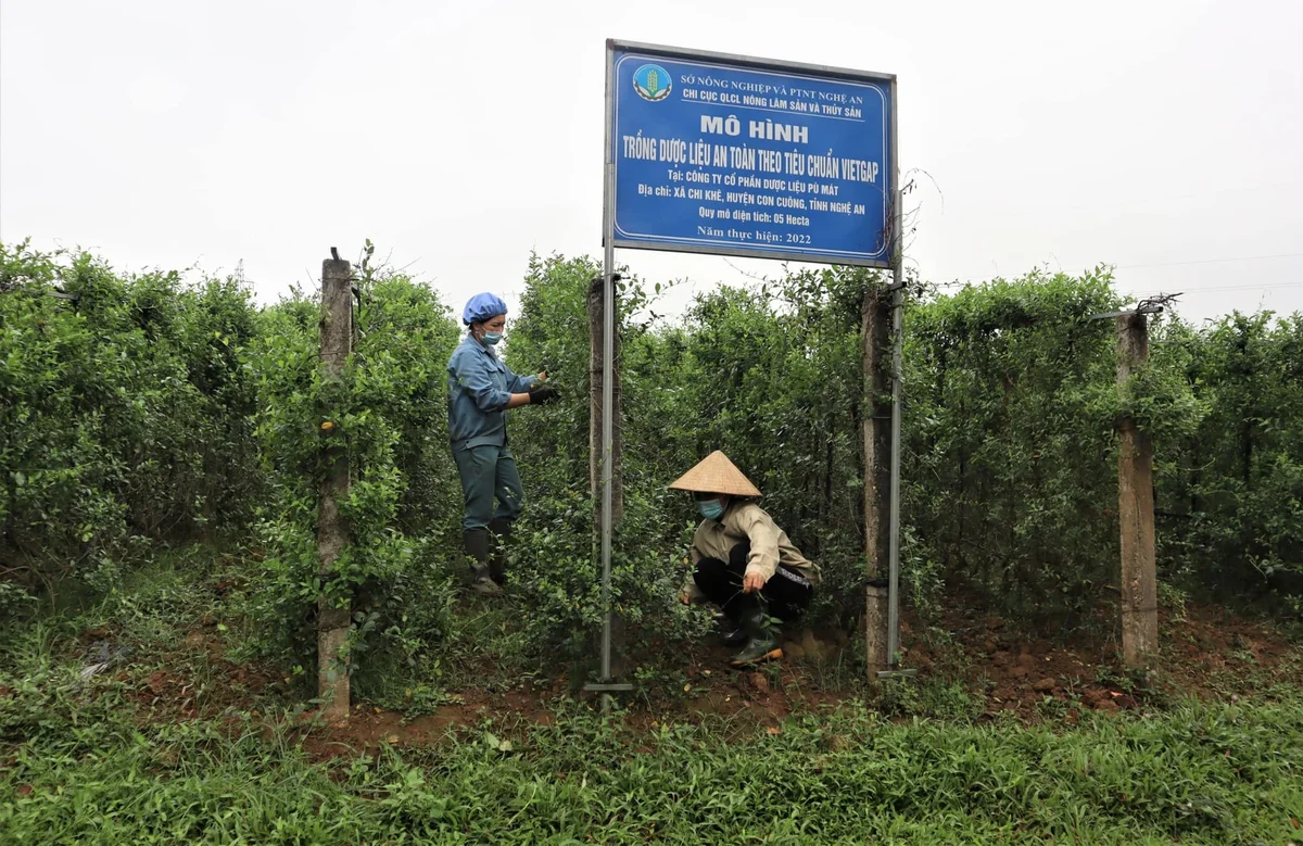 Thu nhập từ cây dược liệu cao gấp nhiều lần so với cây trồng truyền thống, có loại cho hiệu quả kinh tế gấp 8–10 lần so với ngô, sắn