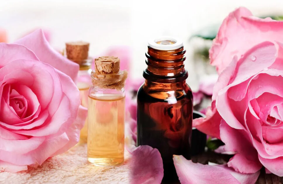 Tinh dầu hoa hồng nguyên chất mang lại nhiều lợi ích trong quy trình chăm sóc da