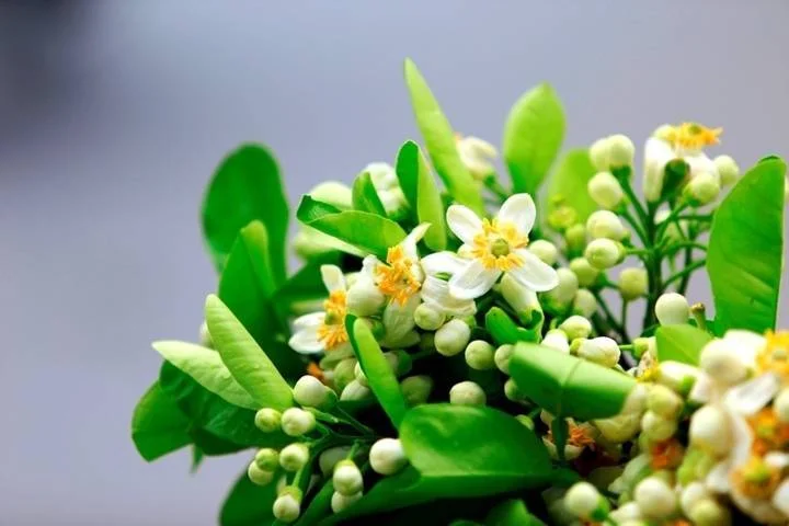 Không chỉ đẹp, hoa bưởi còn đem lại nhiều công dụng hữu ích cho con người trong cuộc sống.