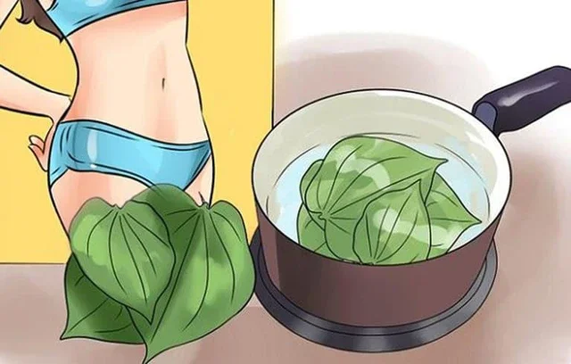 Lá trầu không là "kháng sinh tự nhiên" được dân gian dùng nấu nước vệ sinh vùng kín