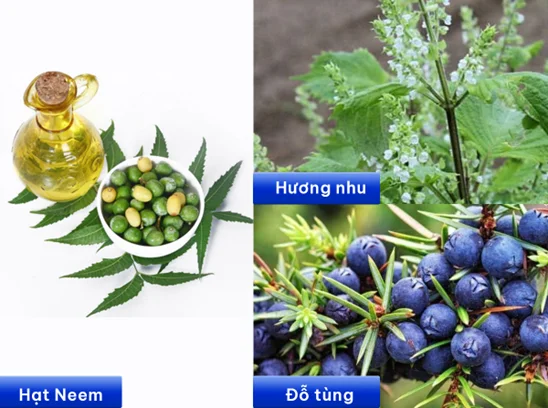 Dược liệu tự nhiên hỗ trợ sạch gàu, chăm sóc da đầu