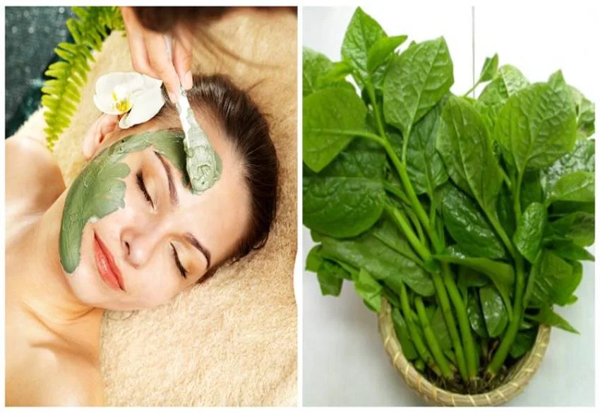 Rau mồng tơi chứa nhiều hoạt chất có tác dụng chống lão hóa.