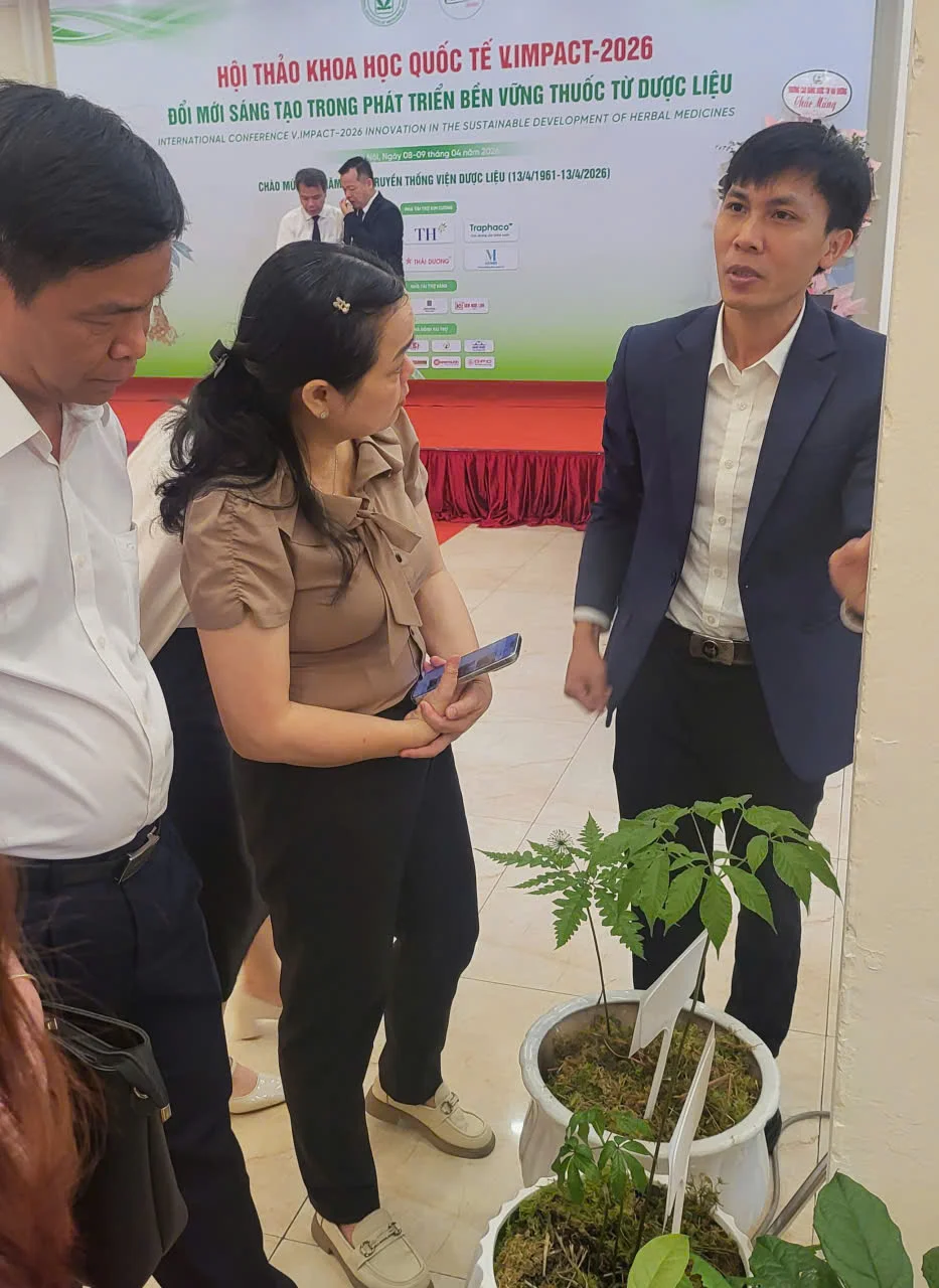 giới thiệu cây giống sâm Ngọc linh